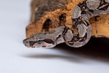 Camouflaged Boa Constrictor Scales on Tree Bark in Studio