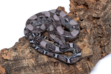 Rare Anerythristic Boa Constrictors: Captivating Beauty in Dark Morph