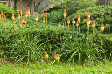 Torch lily Kniphofia in landscape design in the garden