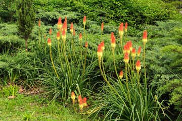 Torch lily Kniphofia in landscape design in the park