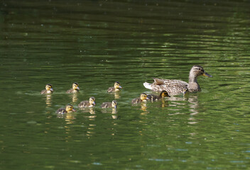 Entenfamilie - Stockente (Anas platyrhynchos) Weibchen mit 8 Jungen schwimmend in grünem Wasser