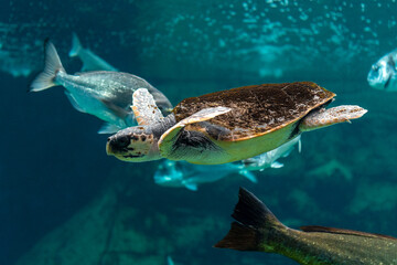 View of sea turtle swimming with fishes in sea aquarium.