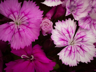 pink and purple flowers