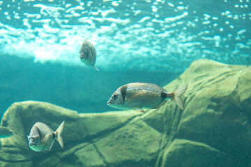 Different fishes  swimming in sea aquarium.