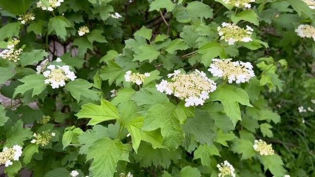 flowering viburnum bush growing in the garden