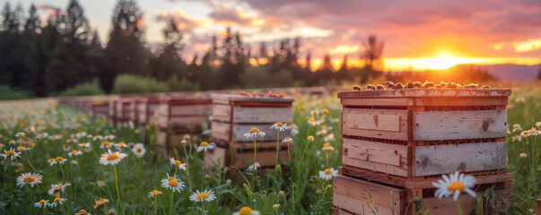 Beehives in blooming daisy field at sunset, capturing bees' activity. Vibrant sky and nature in harmony, showcasing eco-friendly beekeeping