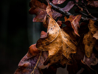 autumn leaves on the ground