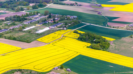 Sunny Day Over Yellow Rapeseed Fields in Kėdainiai District, Lithuania