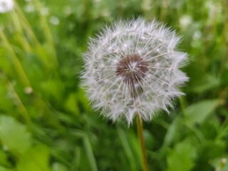 Obraz premium dandelion in the grass