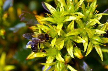 Biene auf gelben Fetthenne-Blüten