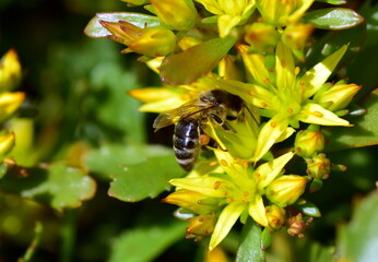 Biene auf gelben Fetthenne-Blüten