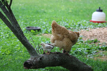 golden buff mother hen and chicks