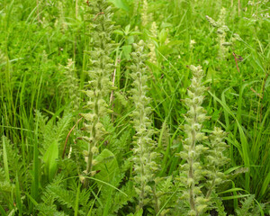 Pedicularis canadensis (Wood Betony) Native North American Prairie Wildflower