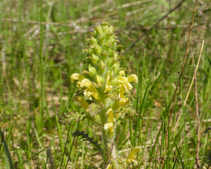 Pedicularis canadensis (Wood Betony) Native North American Prairie Wildflower
