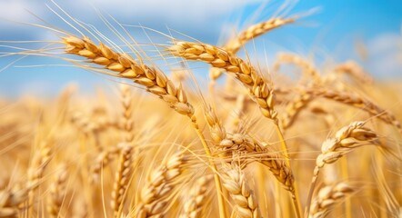 Fototapeta premium Harvest Background. Image of Wheat Spikelets in a Summer Field