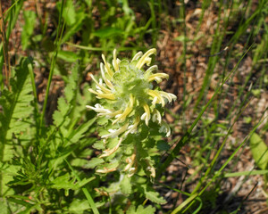Pedicularis canadensis (Wood Betony) Native North American Prairie Wildflower