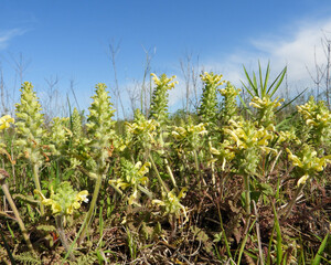 Pedicularis canadensis (Wood Betony) Native North American Prairie Wildflower