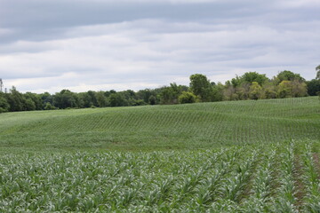 Lush rolling cornfield in Indiana