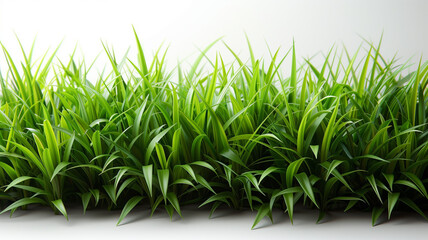 A field of green grass with a white background. The grass is tall and lush, giving the impression of a peaceful, serene environment