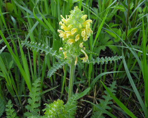 Pedicularis canadensis (Wood Betony) Native North American Prairie Wildflower