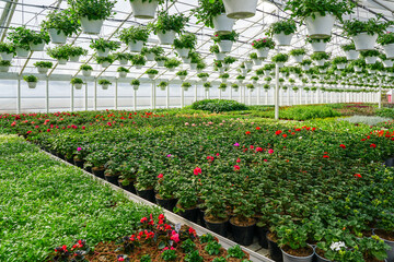 A large greenhouse with many flower plants in pots, also flower pots hanging from the ceiling