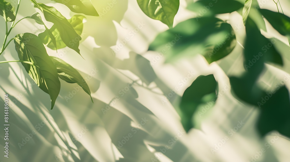 Poster Abstract shadow sun glare from glass and leaves empty background composition for product presentation Beautiful trendy background : Generative AI