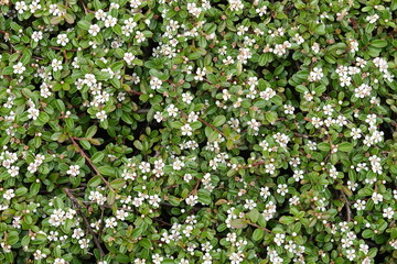 Arbuste cotonéaster en floraison blanche