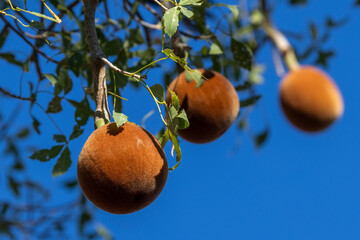 Pelzig braune runde Früchte des Affenbrotbaumes