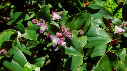 Flowering inch plant, or Tradescantia cerinthoides, flowers