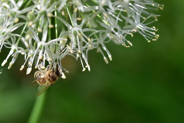 Biene auf einer weißen Riesen-Lauch-Blüte
