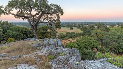   A tree atop a verdant hillside adjacent to a dense, arboreal forest brimming with myriad trees