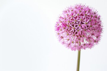 Pink Flower on White. Beautiful Allium Blowball in Spring Nature