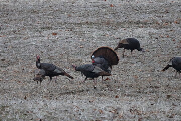 Turkeys during mating season
