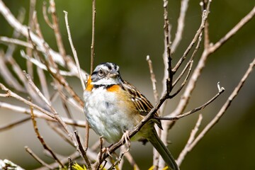 Rufous-collared sparrow, Zonotrichia capensis, on a tree