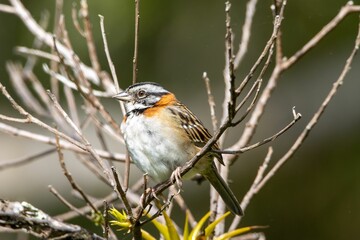 Rufous-collared sparrow, Zonotrichia capensis, on a tree