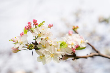 Flowers background on an apple tree branch. Apple (Malus domestica) blossom in spring in a city...