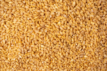 Wheat grain as a background. Top view.