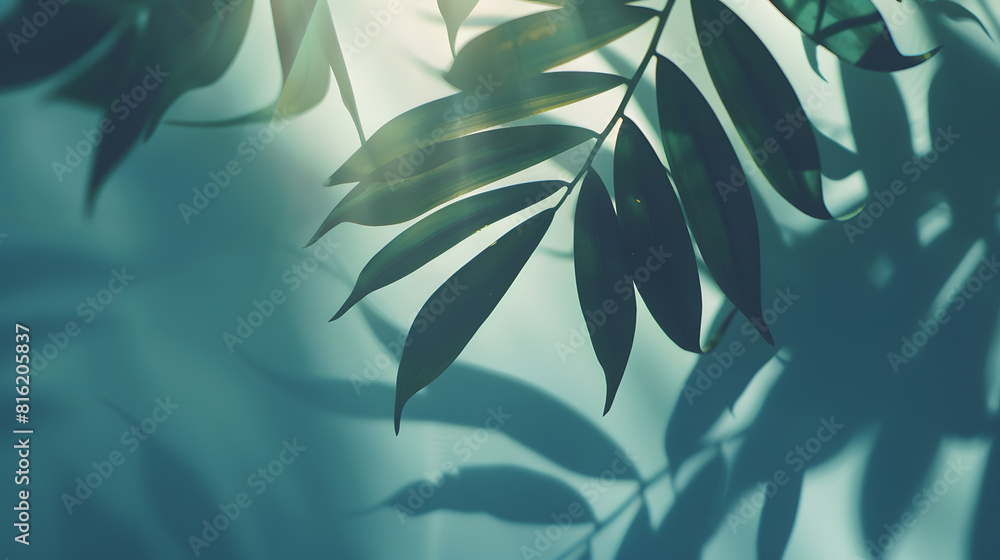 Poster abstract shadow sun glare from glass and leaves empty background composition for product presentatio