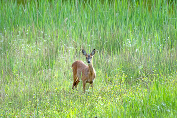 Ein junges Reh durchstreifte die Wiese auf der Suche nach Nahrung. Nahe eines Teiches fand es saftiges Gras.