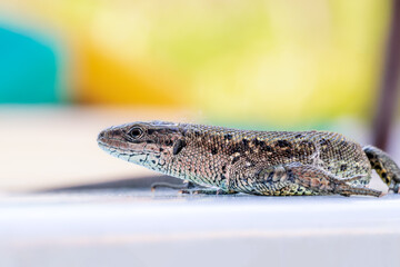 Lizard. Close-up view. Macro