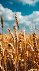 Fototapeta premium Ripe wheat crops growing in a vast field under a clear blue sky on a sunny day