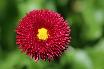 Rotes Gänseblümchen