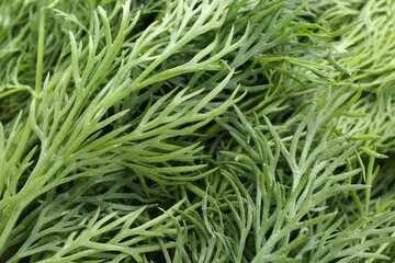 Sprigs of fresh dill as background, above view