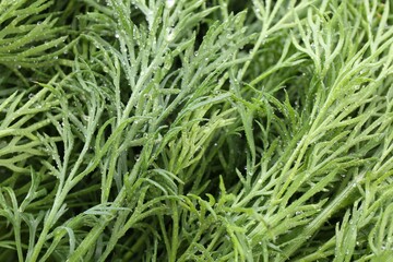Sprigs of fresh dill with water drops as background, closeup
