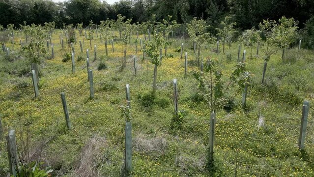 Low drone flight over a field planted with rows of young trees. May, Kent, UK.	