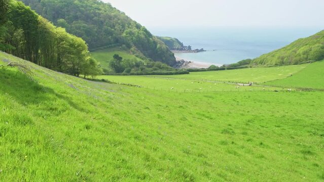 Valley of the Rocks near Lynton, North Devon, England