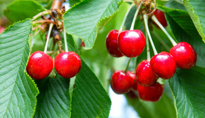 Branch of ripe red cherries on a tree in a garden. Ripe red cherries on a tree in a garden.