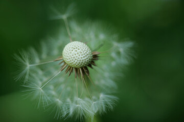 Blühender Löwenzahn