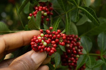 hand picking up pink pepper seeds