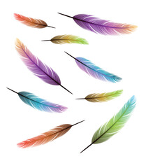 Colorful bird feather  set isolated on white background for decoration, card, invitations
